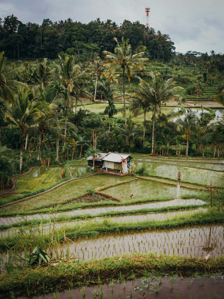 Reisfelder in Bali