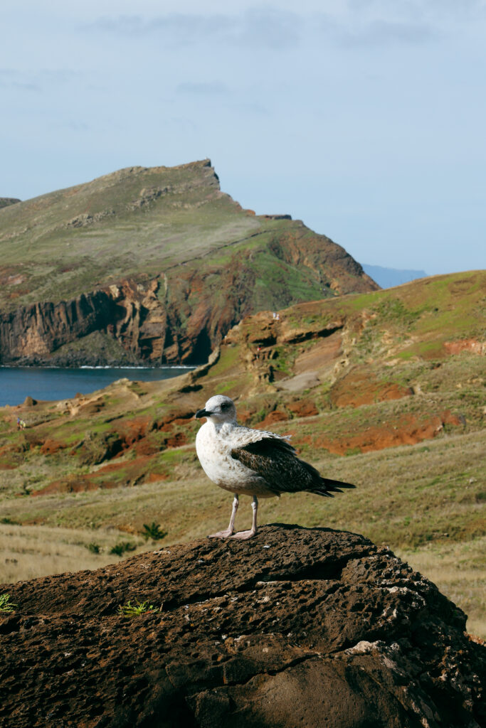 Süße Möwe sitzt auf Stein in Madeira