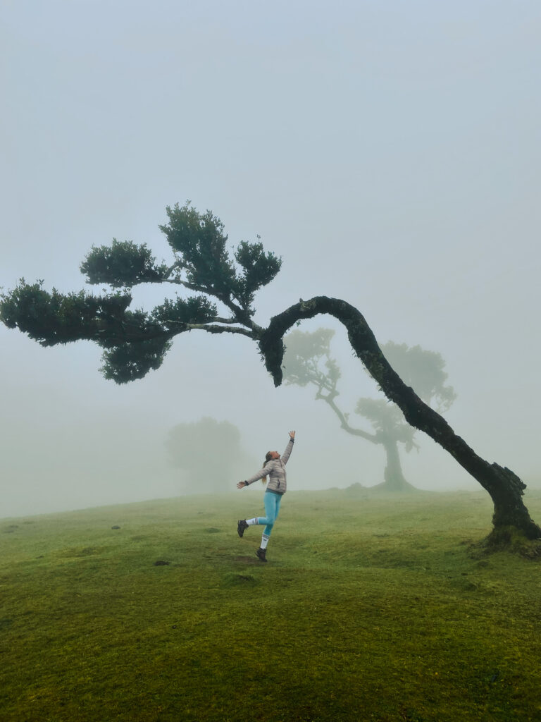 Feenwald auf Madeira wirkt wie im Märchen