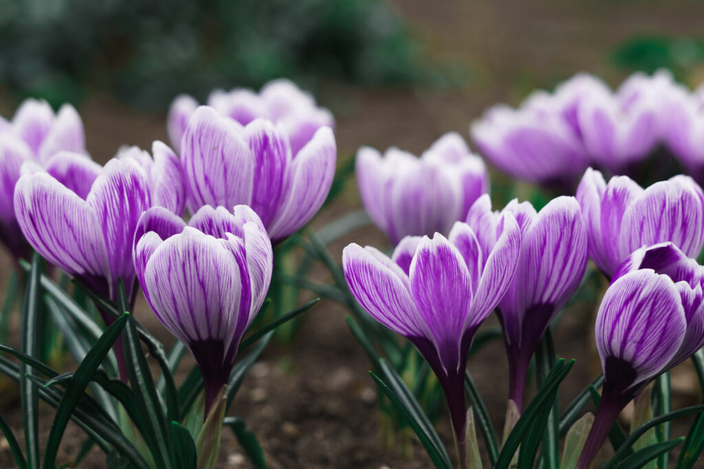 Garten Frühling