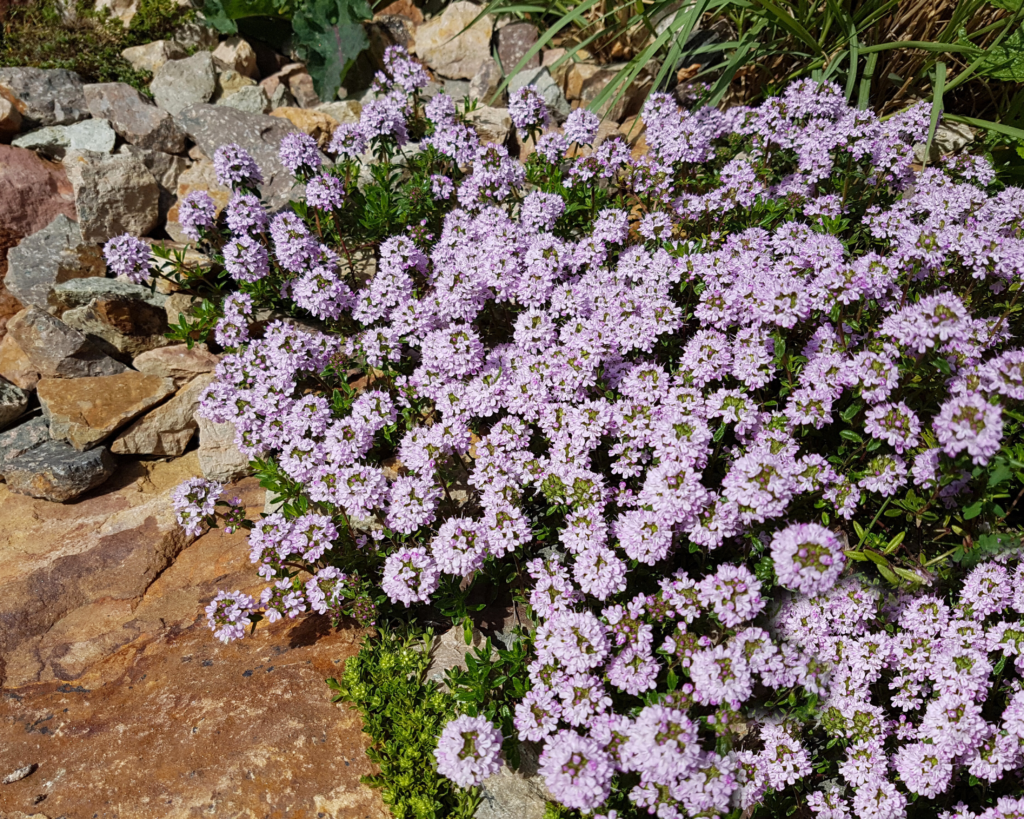 Teppichthymian, Sommer, Pflanzen, Pflege