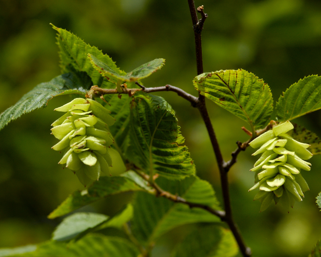 Hainbuchen, Pflege, Sommer, Tirolerin