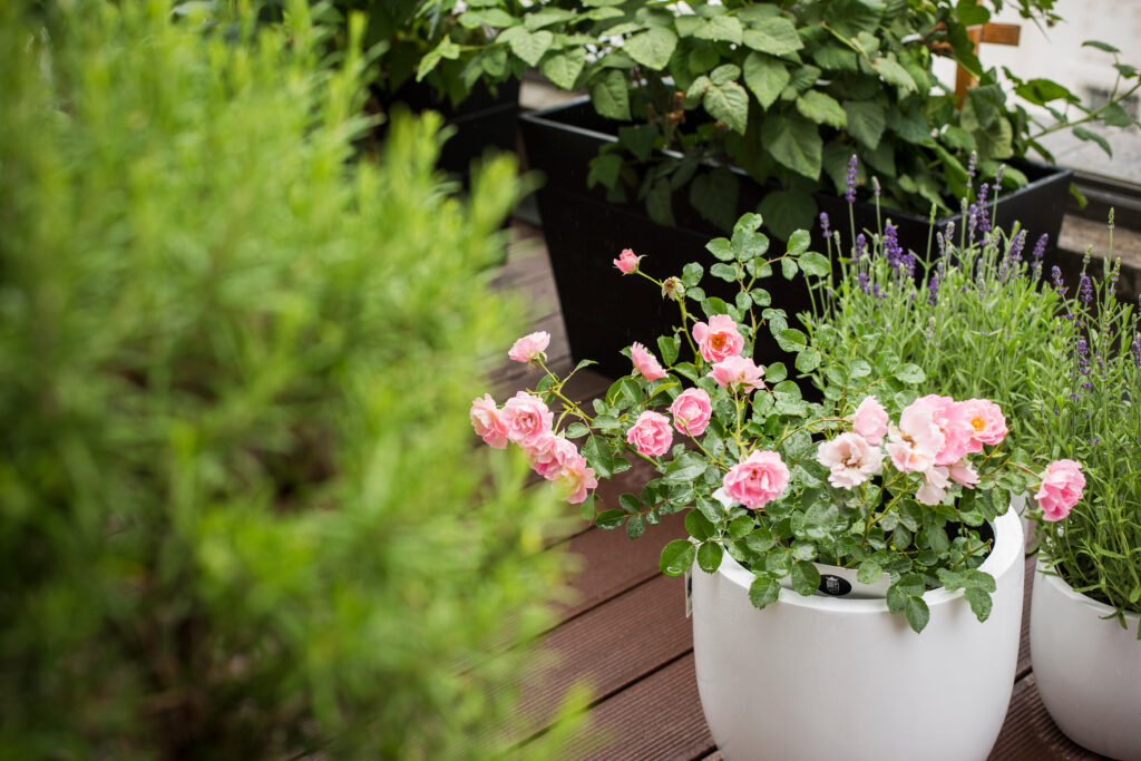 Blumen wässern, Sommerpflege, Balkon, Garten, Terrasse