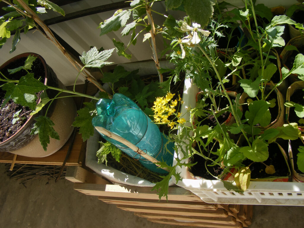 Blumen wässern, Sommerpflege, Balkon, Garten, Terrasse