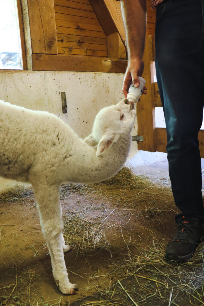 Kleines Alpaka-Baby wird mit der Flasche großgezogen.